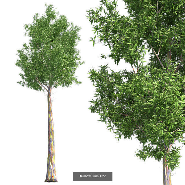 Rainbow Gum - Chinese Banyan Tree Bundle 3D Model Collection _3