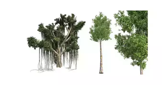 Rainbow Gum - Chinese Banyan Tree Bundle 3D Model Collection 