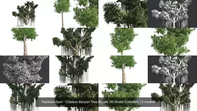 Rainbow Gum - Chinese Banyan Tree Bundle 3D Model Collection