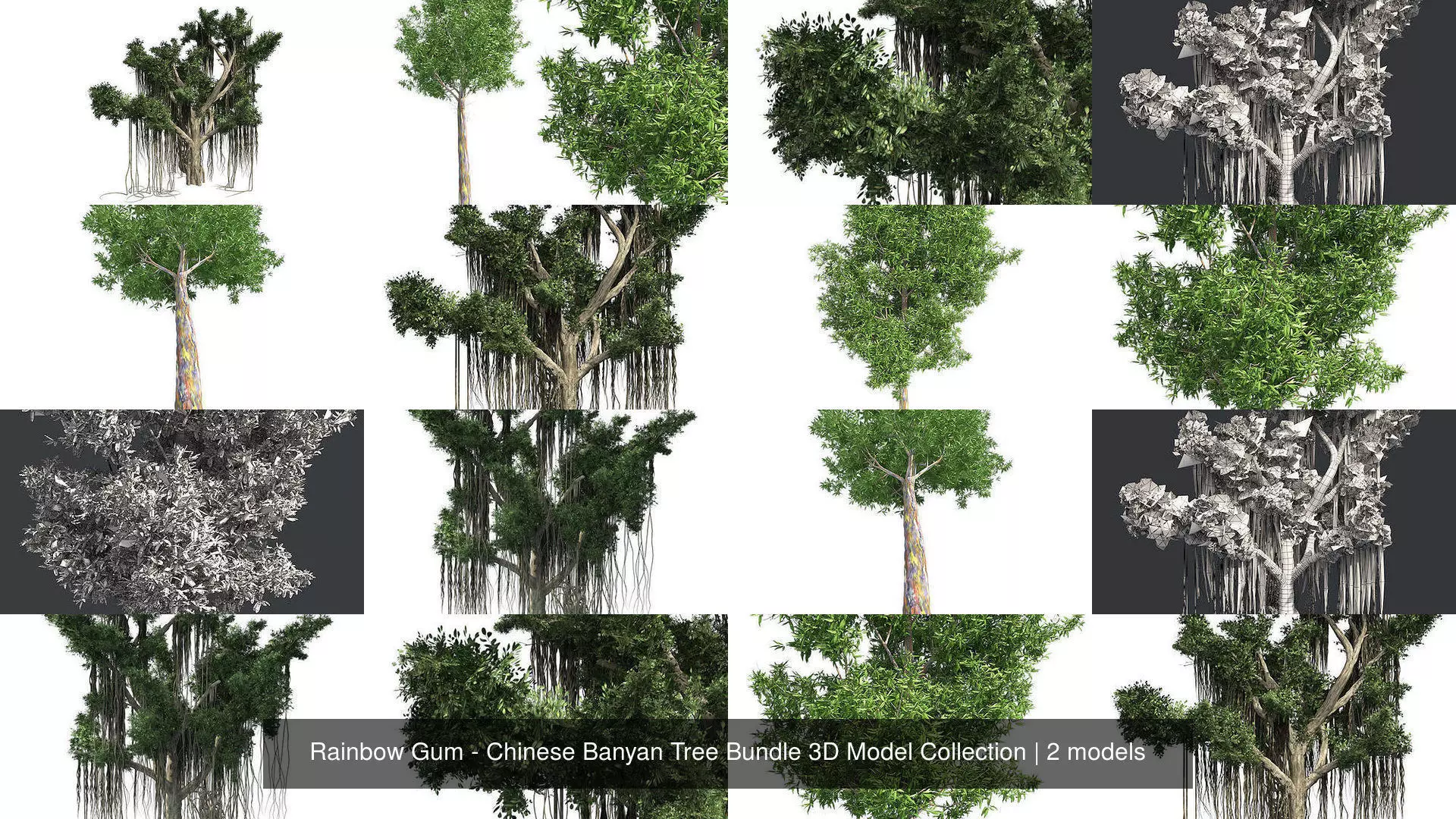 Rainbow Gum - Chinese Banyan Tree Bundle 3D Model Collection _1