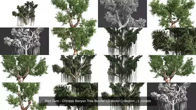 Red Gum - Chinese Banyan Tree Bundle 3D Model Collection