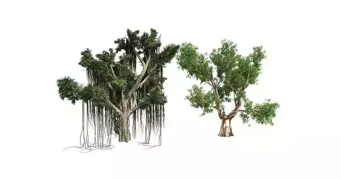 Red Gum - Chinese Banyan Tree Bundle 3D Model Collection 