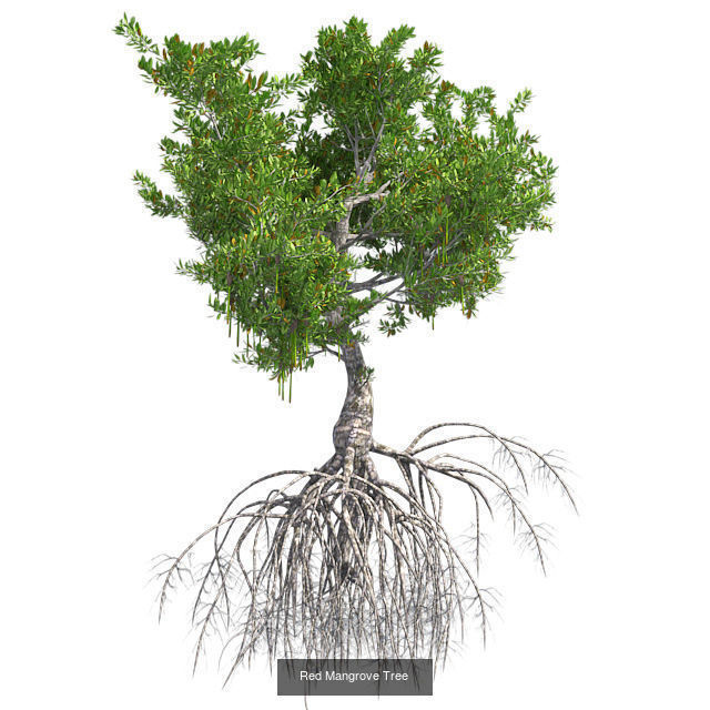 Red Mangrove - Chinese Banyan Tree Bundle 3D Model Collection _3