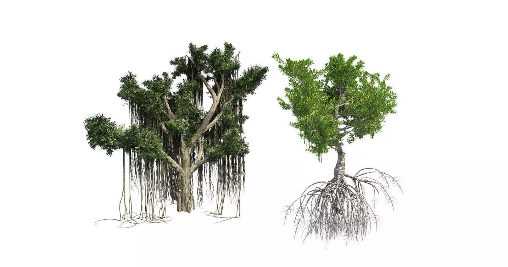 Red Mangrove - Chinese Banyan Tree Bundle 3D Model Collection _0