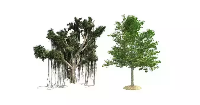 Red Maple - Chinese Banyan Tree Bundle 3D Model Collection 