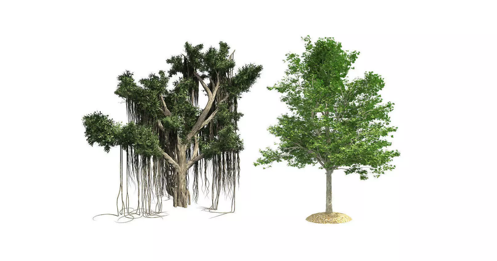 Red Maple - Chinese Banyan Tree Bundle 3D Model Collection _0