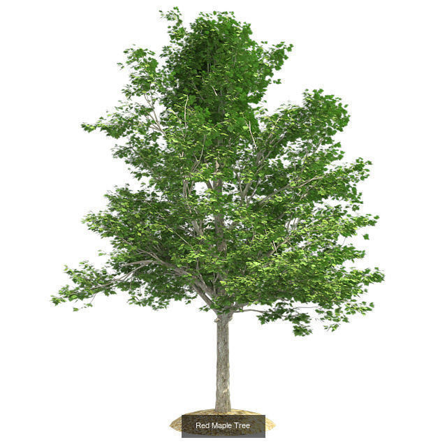 Red Maple - Chinese Banyan Tree Bundle 3D Model Collection _3