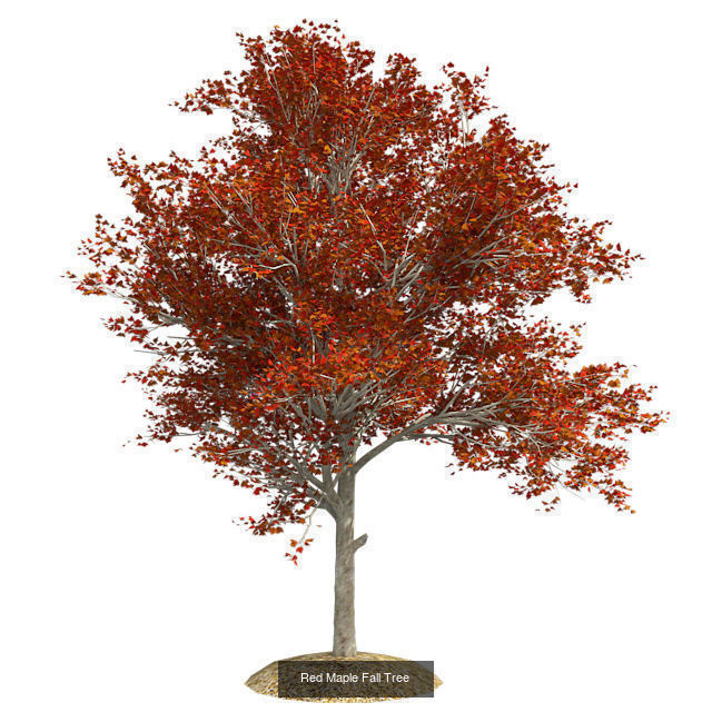 Red Maple Fall - Chinese Banyan Tree Bundle 3D Model Collection _3