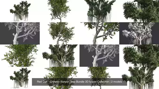 Red Oak - Chinese Banyan Tree Bundle 3D Model Collection