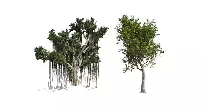 Red Oak - Chinese Banyan Tree Bundle 3D Model Collection 