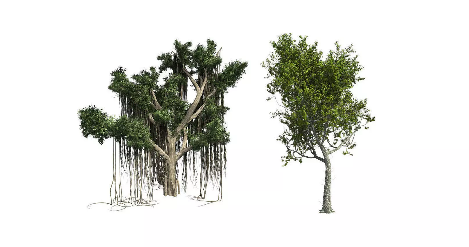 Red Oak - Chinese Banyan Tree Bundle 3D Model Collection _0
