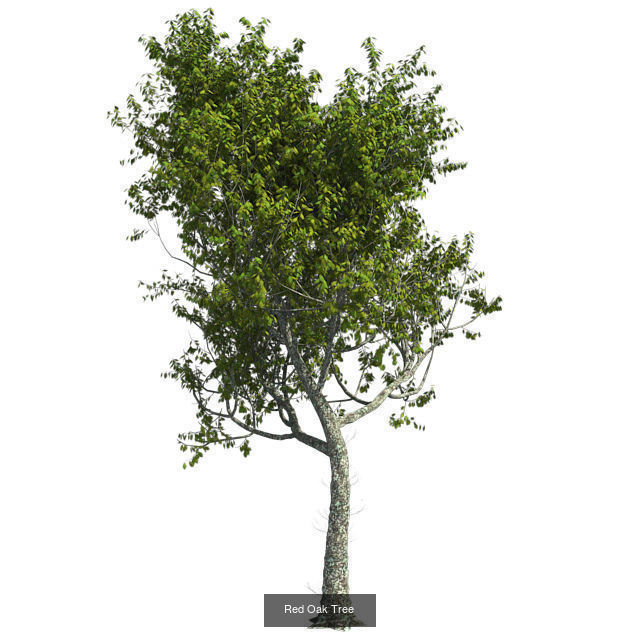 Red Oak - Chinese Banyan Tree Bundle 3D Model Collection _3