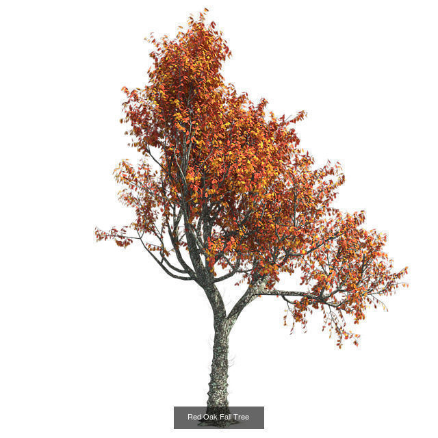Red Oak Fall - Chinese Banyan Tree Bundle 3D Model Collection _3