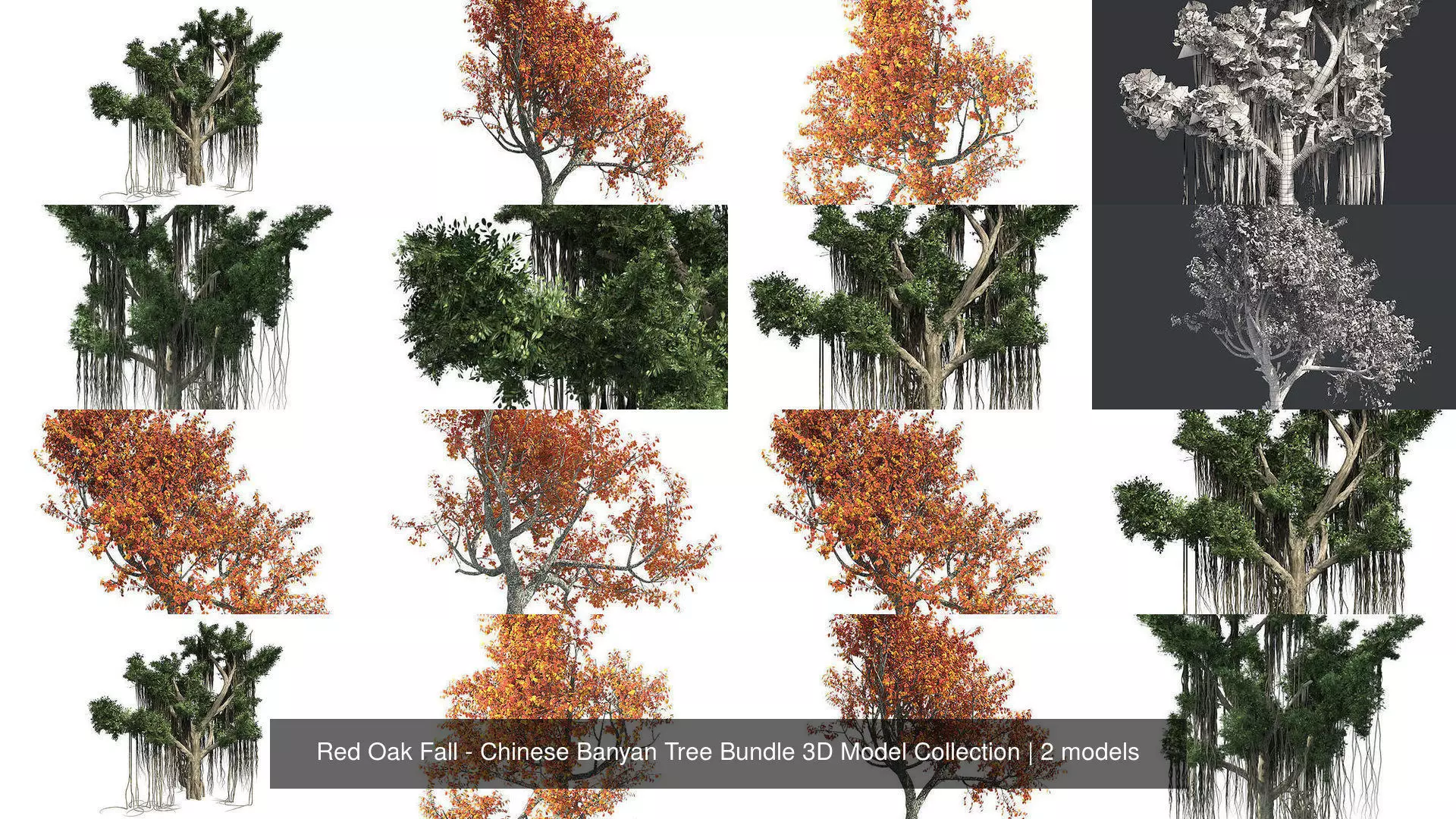Red Oak Fall - Chinese Banyan Tree Bundle 3D Model Collection _1