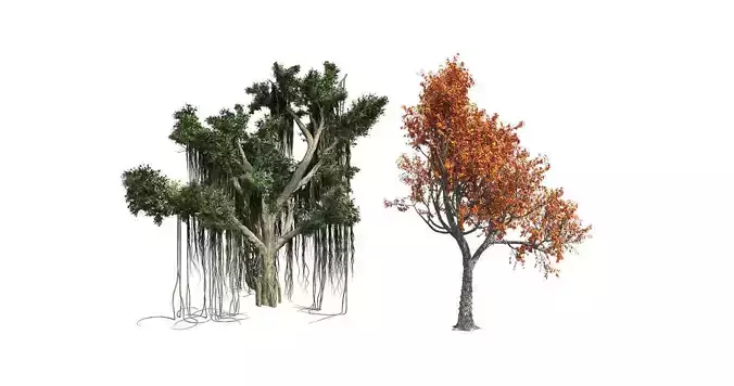 Red Oak Fall - Chinese Banyan Tree Bundle 3D Model Collection 