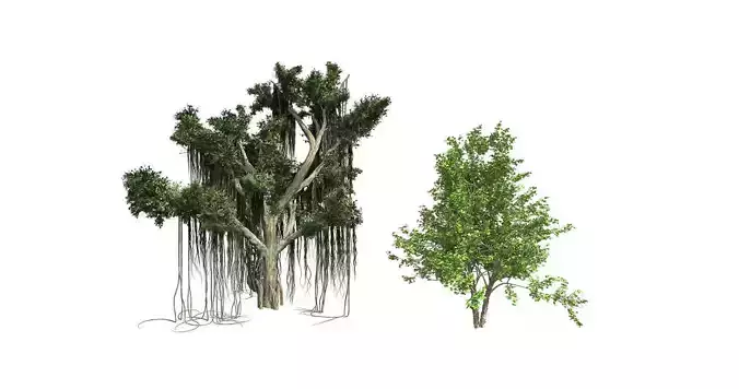 River Birch - Chinese Banyan Tree Bundle 3D Model Collection 