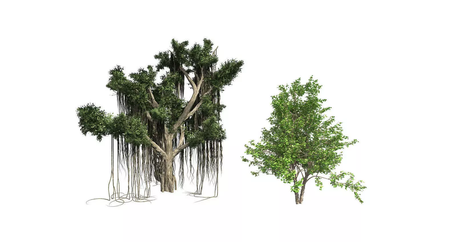 River Birch - Chinese Banyan Tree Bundle 3D Model Collection _0