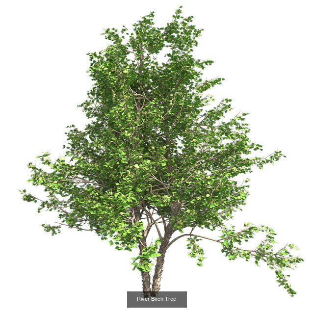 River Birch - Chinese Banyan Tree Bundle 3D Model Collection _3