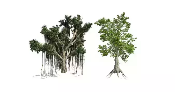 Sass Afras - Chinese Banyan Tree Bundle 3D Model Collection 