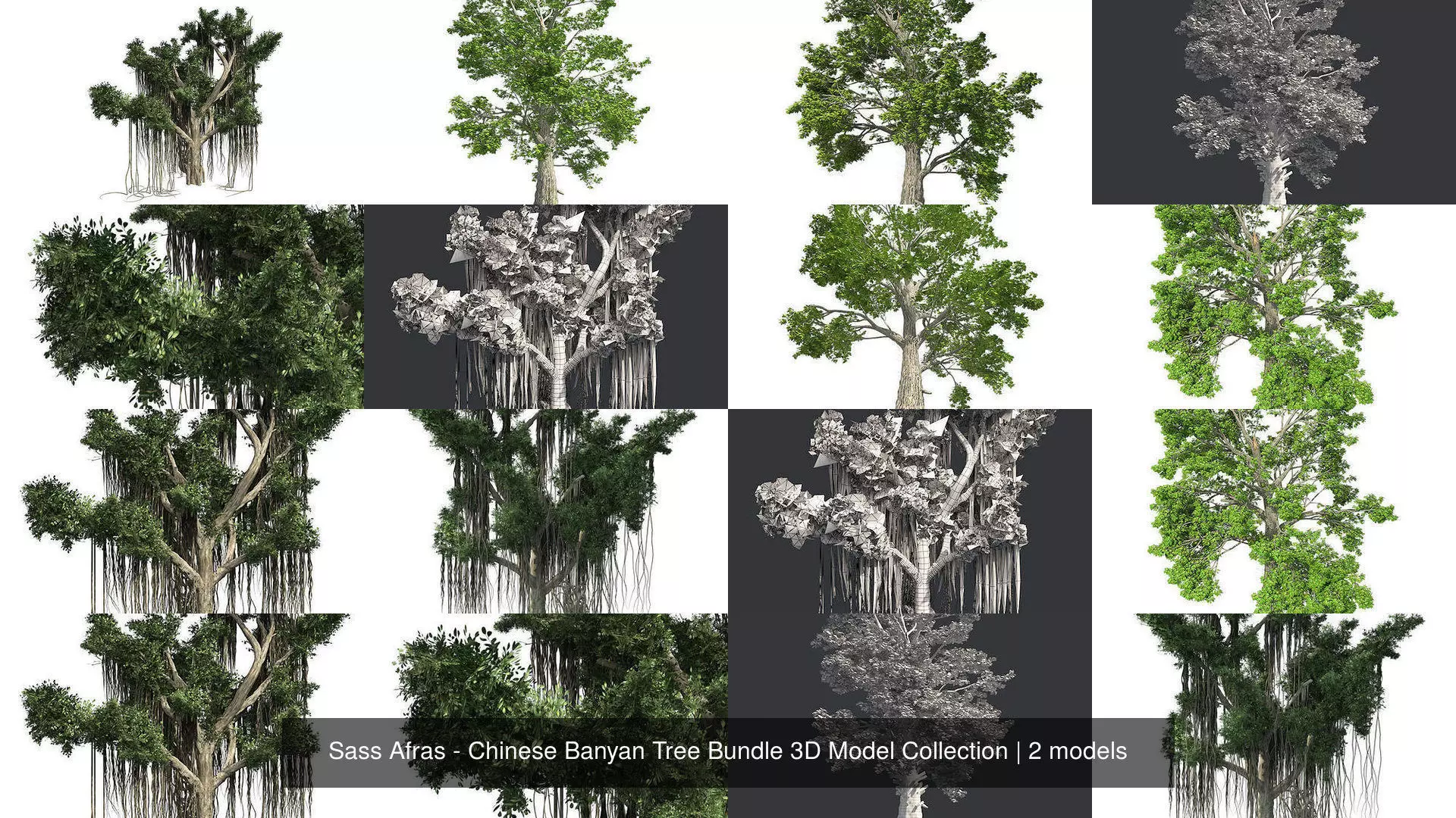 Sass Afras - Chinese Banyan Tree Bundle 3D Model Collection _1