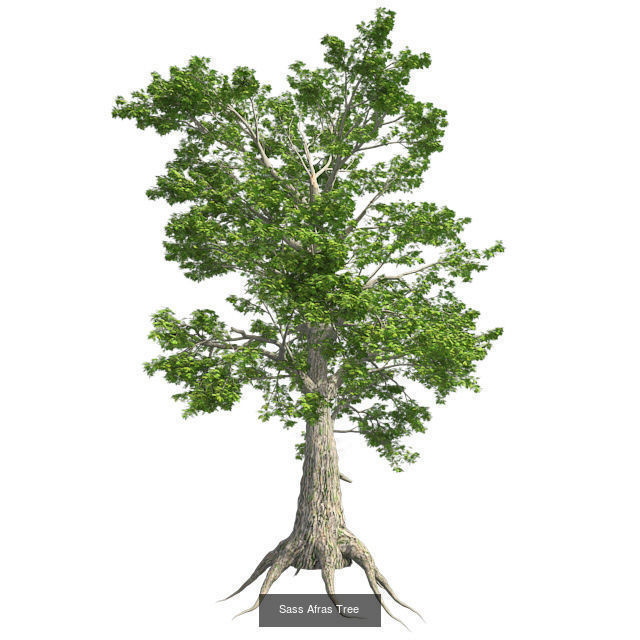 Sass Afras - Chinese Banyan Tree Bundle 3D Model Collection _3