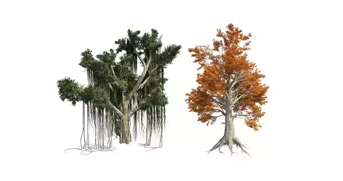 Sassafras Fall - Chinese Banyan Tree Bundle 3D Model Collection 