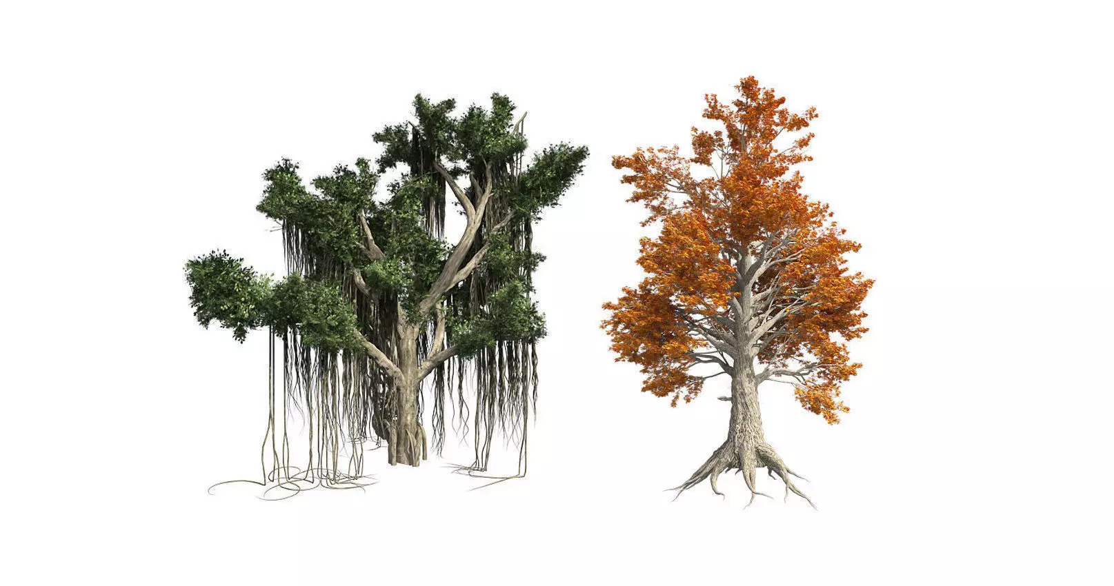 Sassafras Fall - Chinese Banyan Tree Bundle 3D Model Collection _0