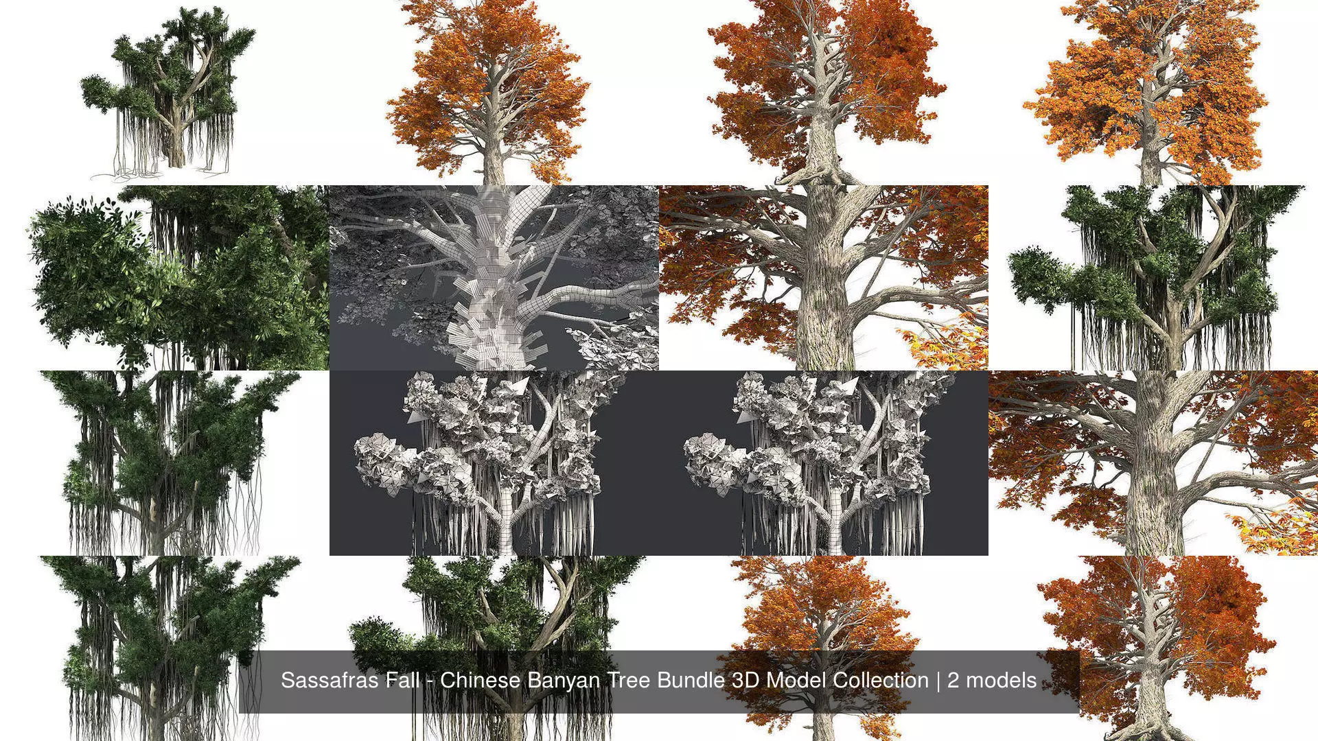 Sassafras Fall - Chinese Banyan Tree Bundle 3D Model Collection _1