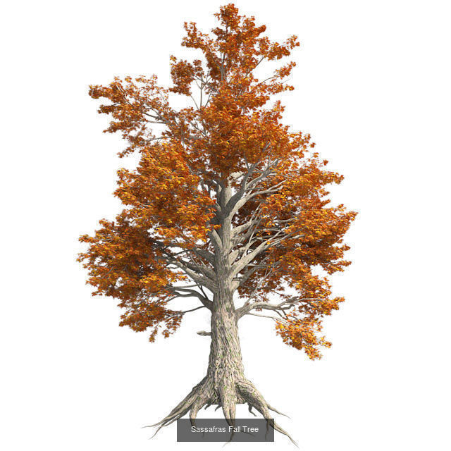 Sassafras Fall - Chinese Banyan Tree Bundle 3D Model Collection _3