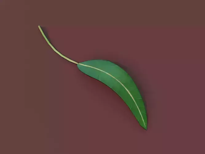 Cartoon Eucalyptus Leaf 3D Model