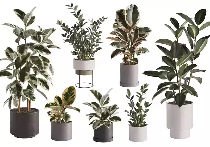 Plant Set 1 3D model eucalyptus in pot 3D model