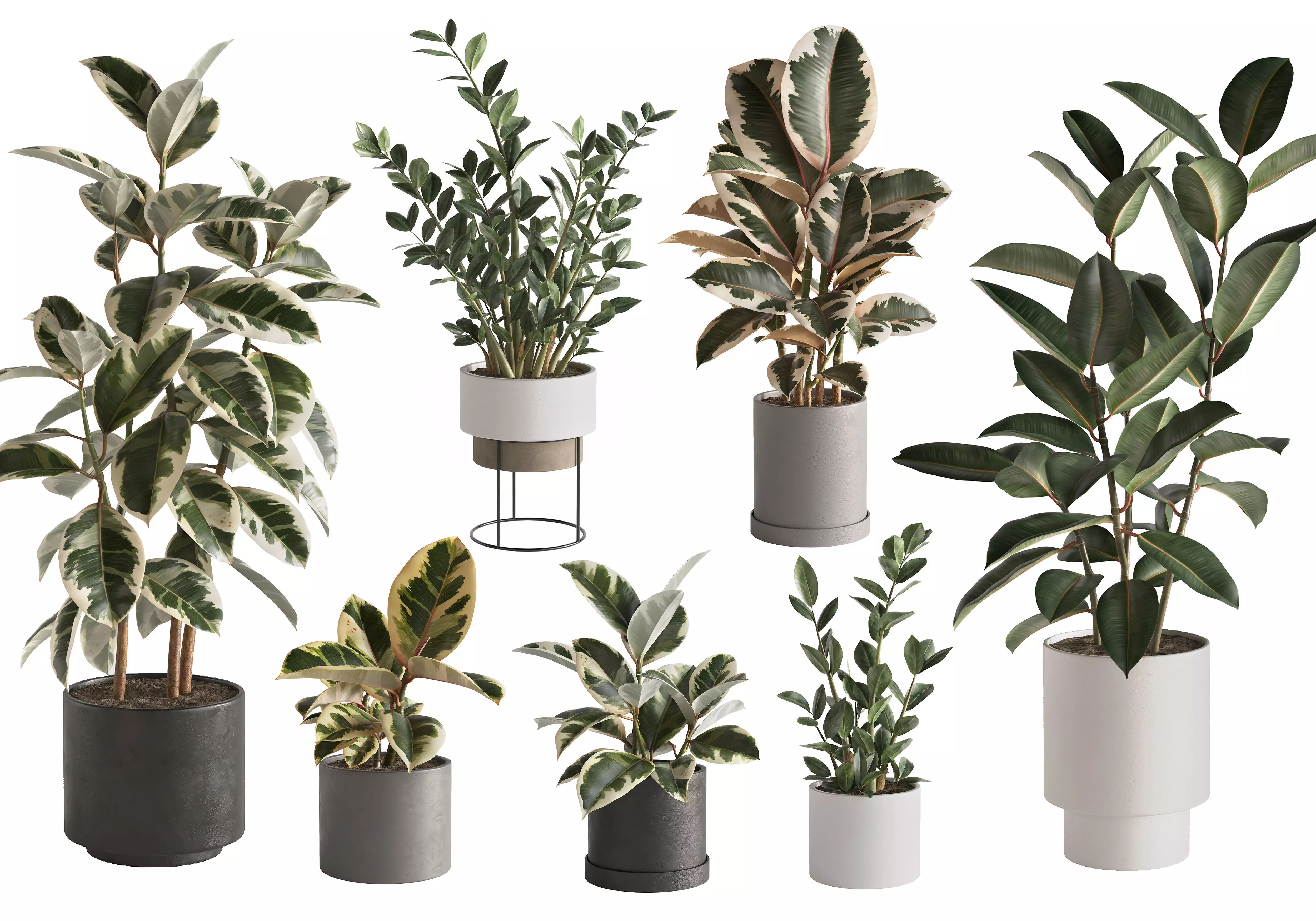 Plant Set 1 3D model eucalyptus in pot 3D model_0