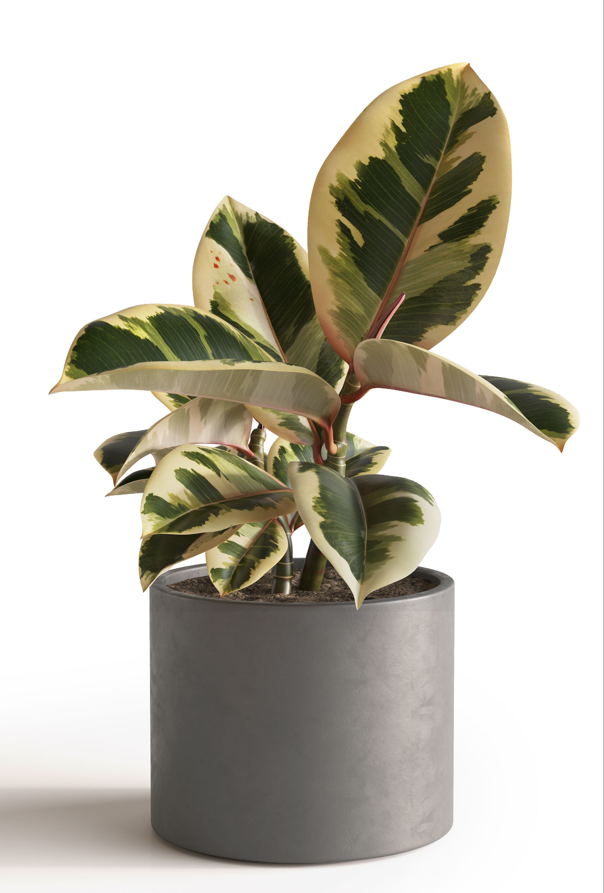 Plant Set 1 3D model eucalyptus in pot 3D model_6