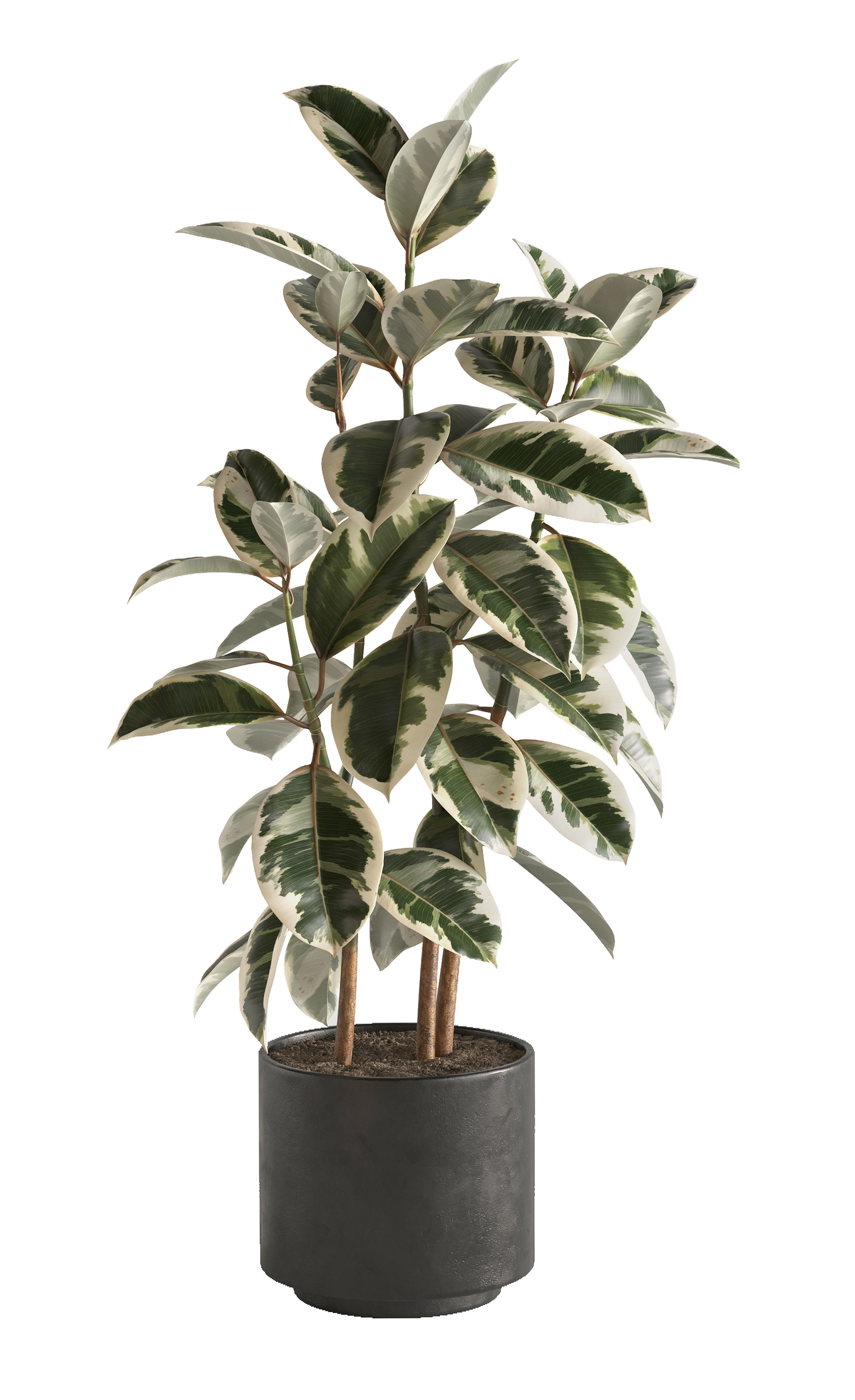 Plant Set 1 3D model eucalyptus in pot 3D model_2