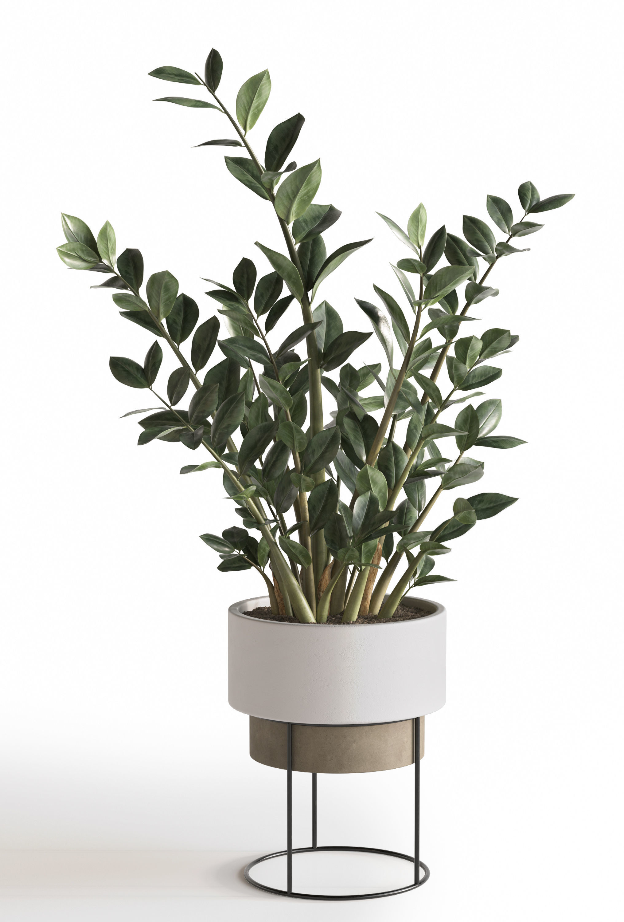Plant Set 1 3D model eucalyptus in pot 3D model_4