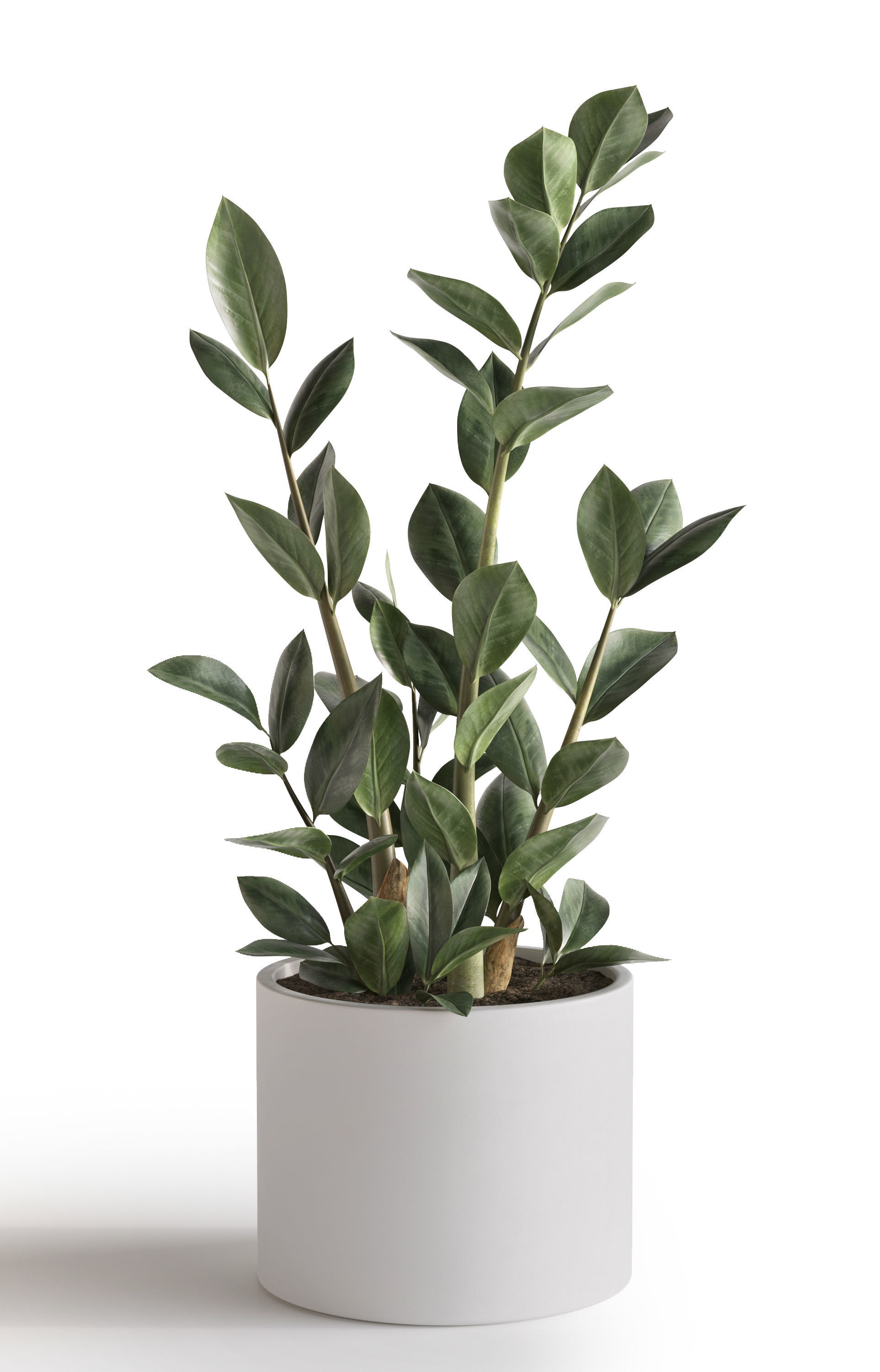 Plant Set 1 3D model eucalyptus in pot 3D model_8