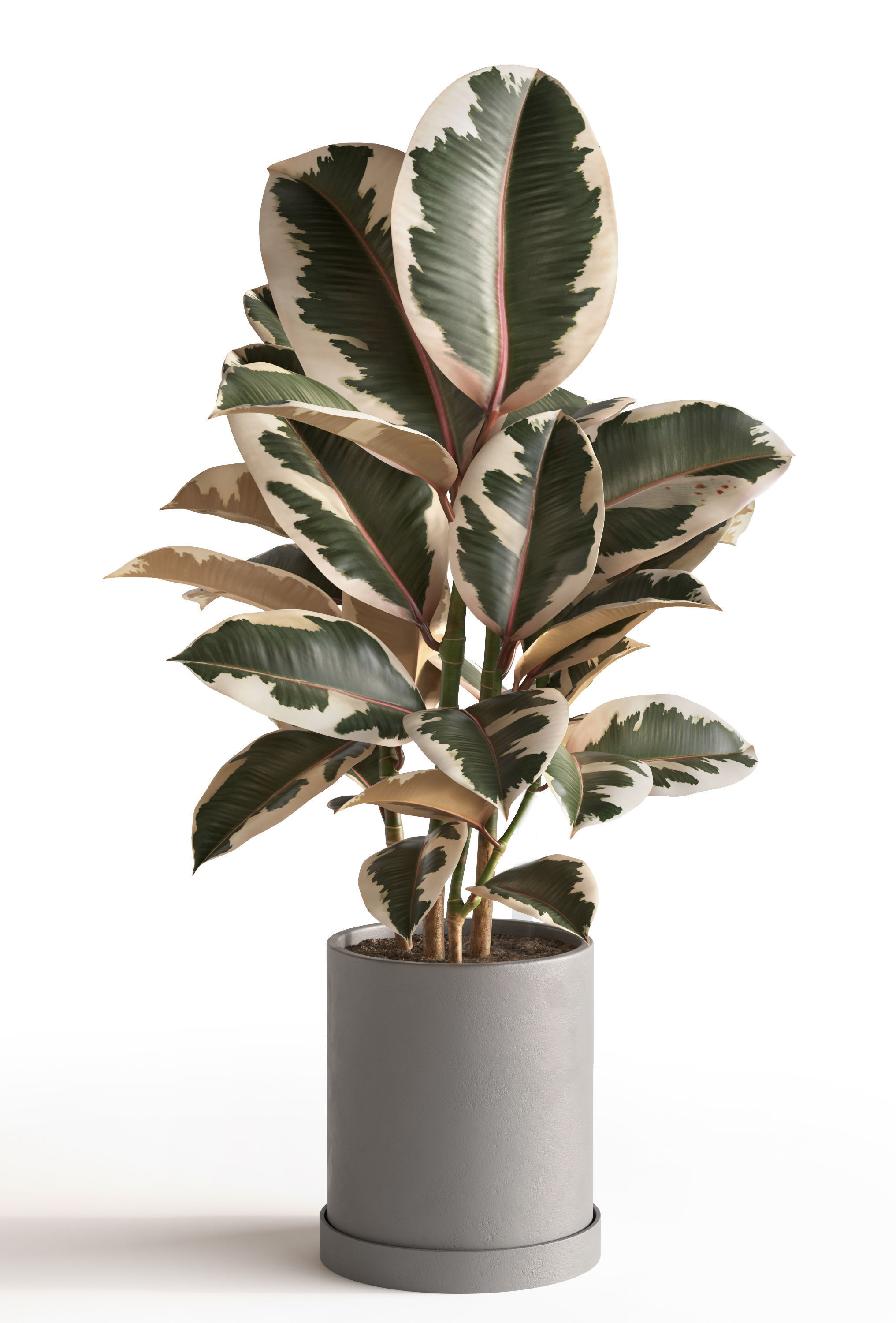 Plant Set 1 3D model eucalyptus in pot 3D model_5