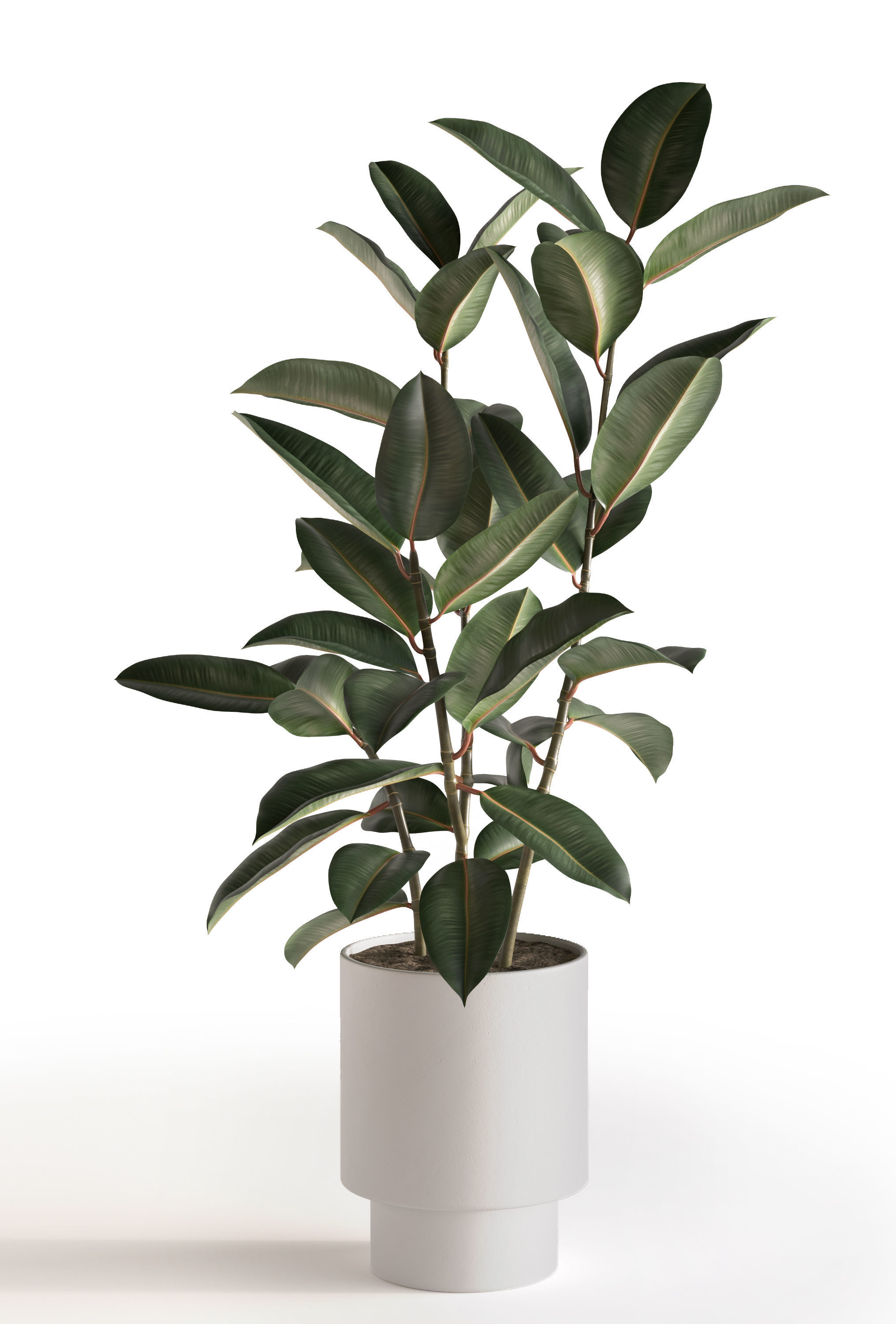 Plant Set 1 3D model eucalyptus in pot 3D model_3