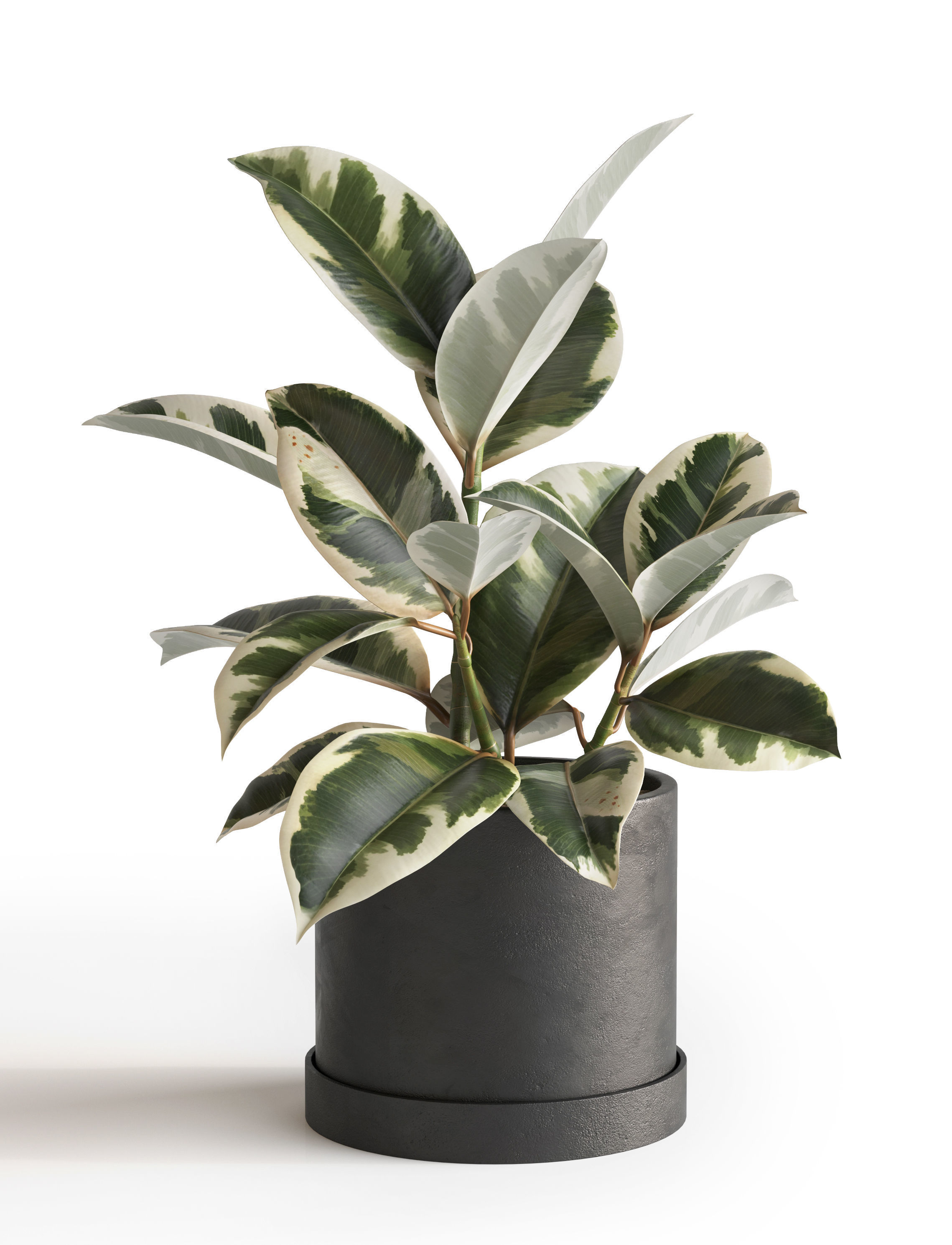 Plant Set 1 3D model eucalyptus in pot 3D model_7