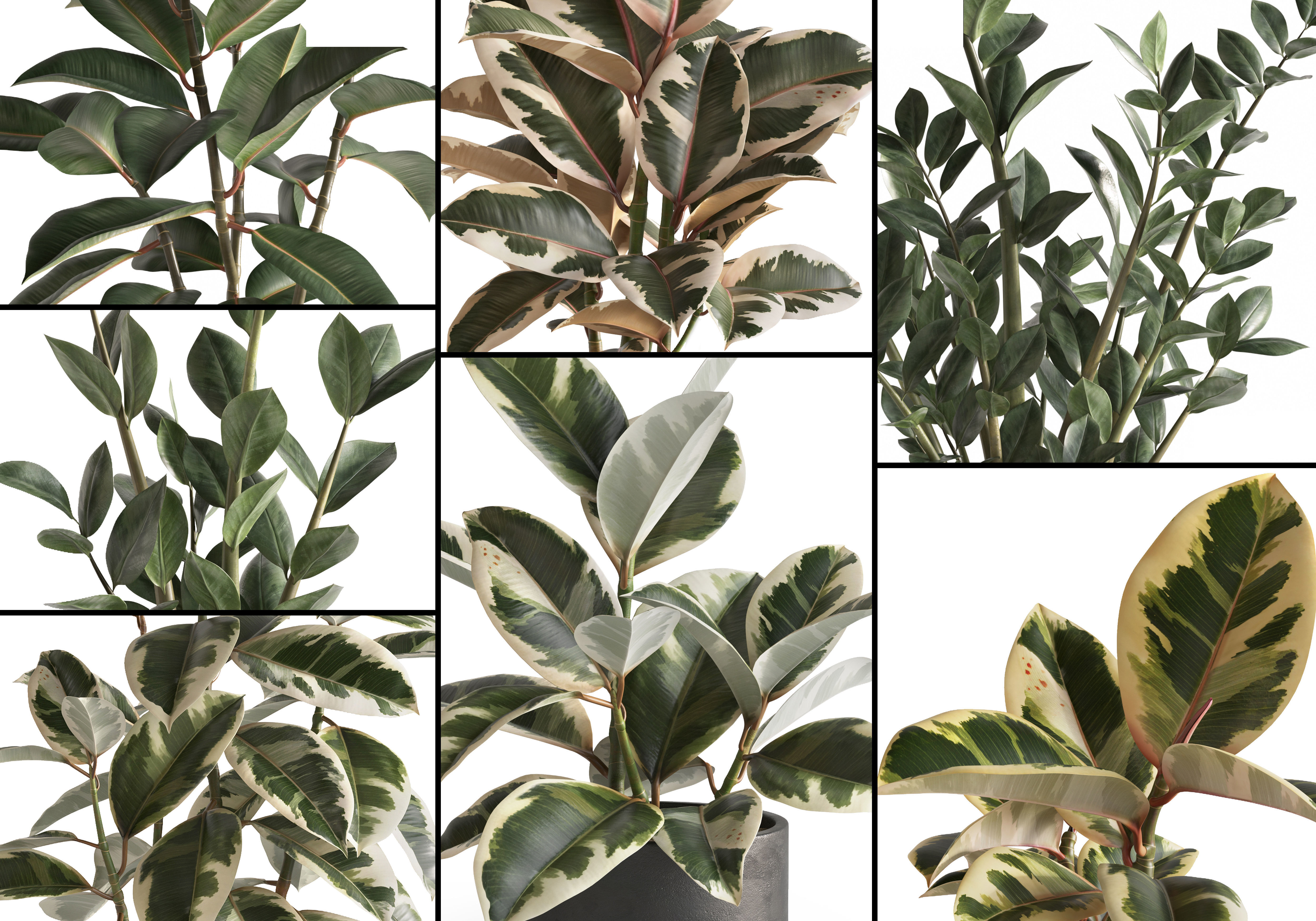 Plant Set 1 3D model eucalyptus in pot 3D model_1