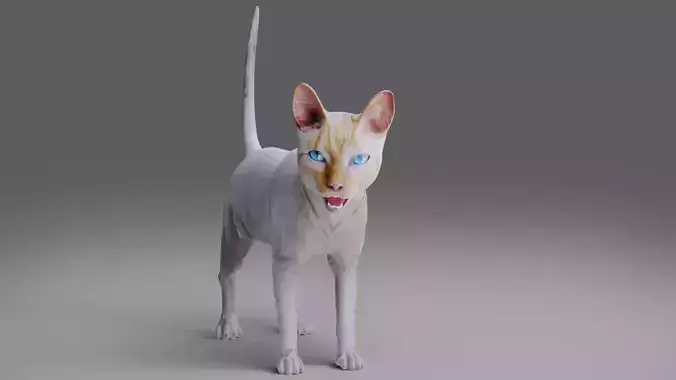 Cat White Rigged and Animated 
