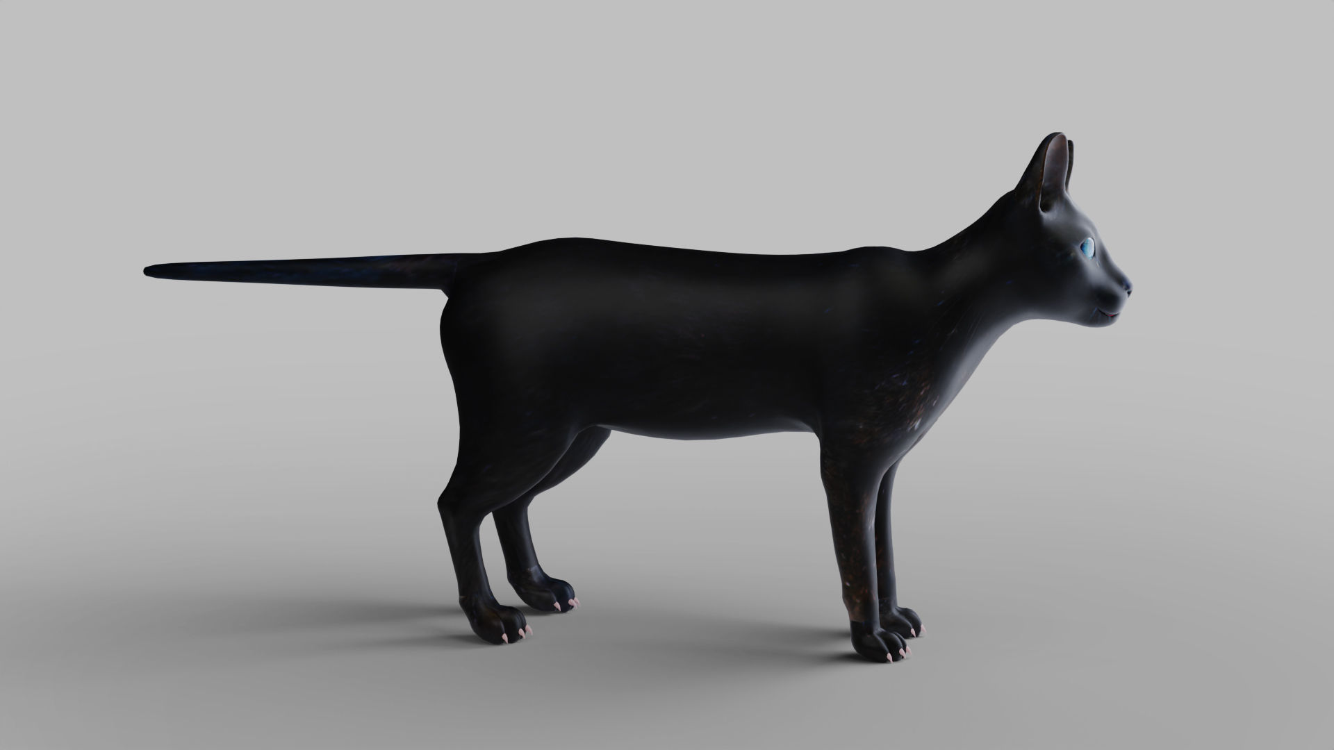 Cat Black Rigged in Blender Low-poly 3D model_4