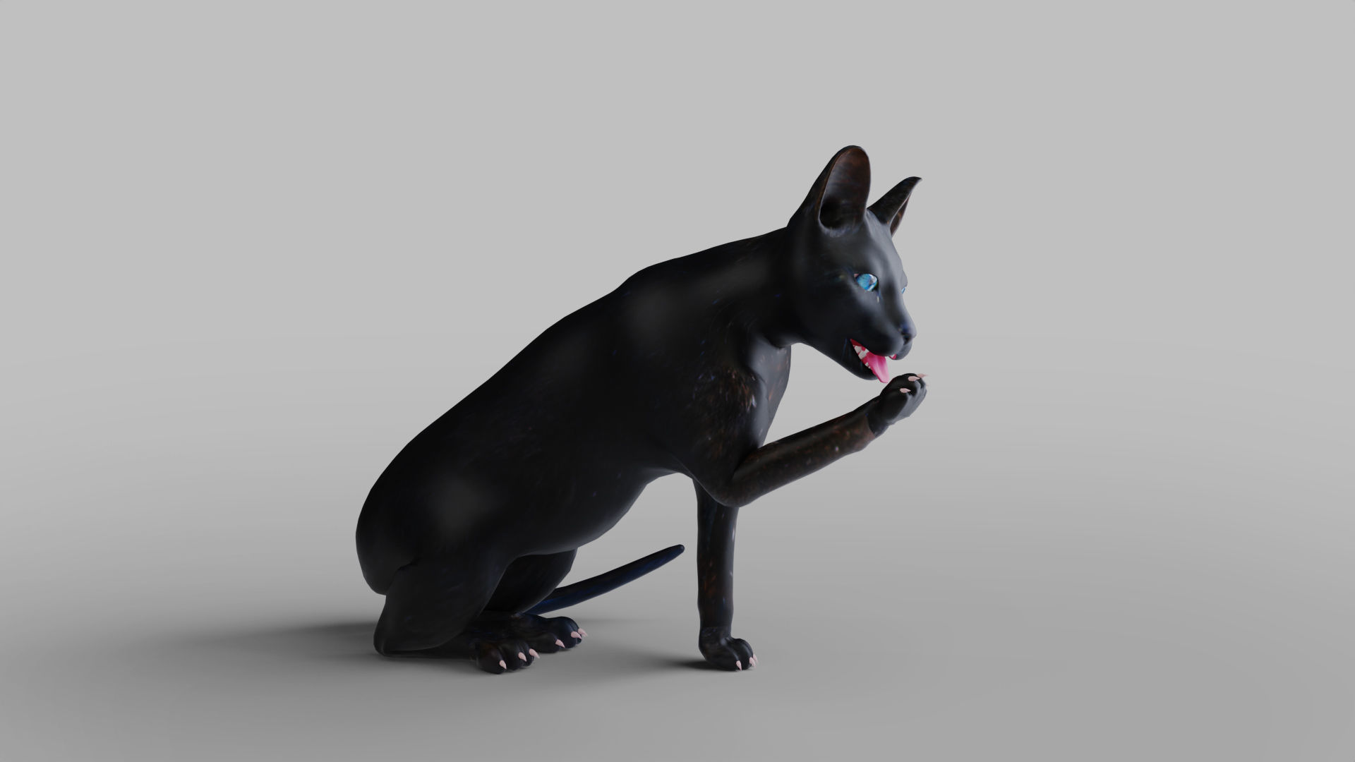 Cat Black Rigged in Blender Low-poly 3D model_8
