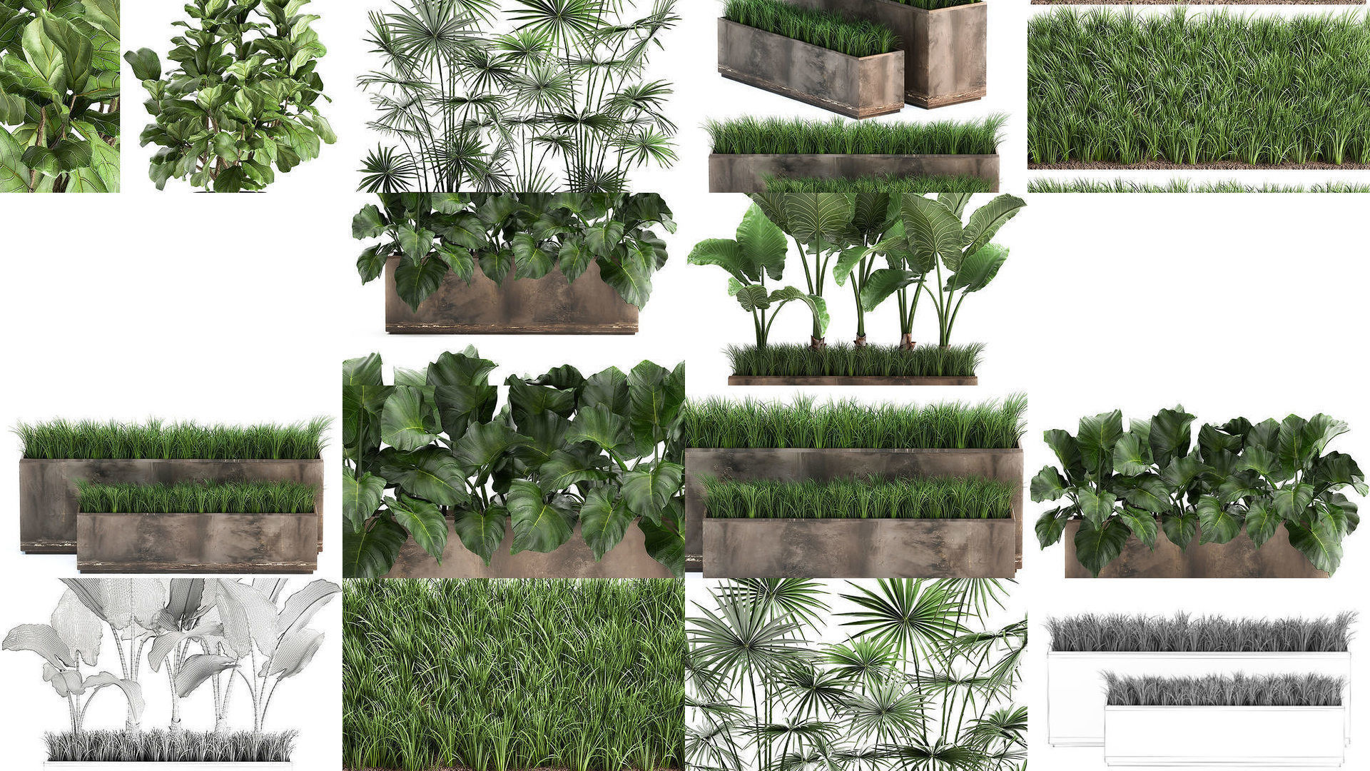 Collection of plants in pots for street and interior decor _6