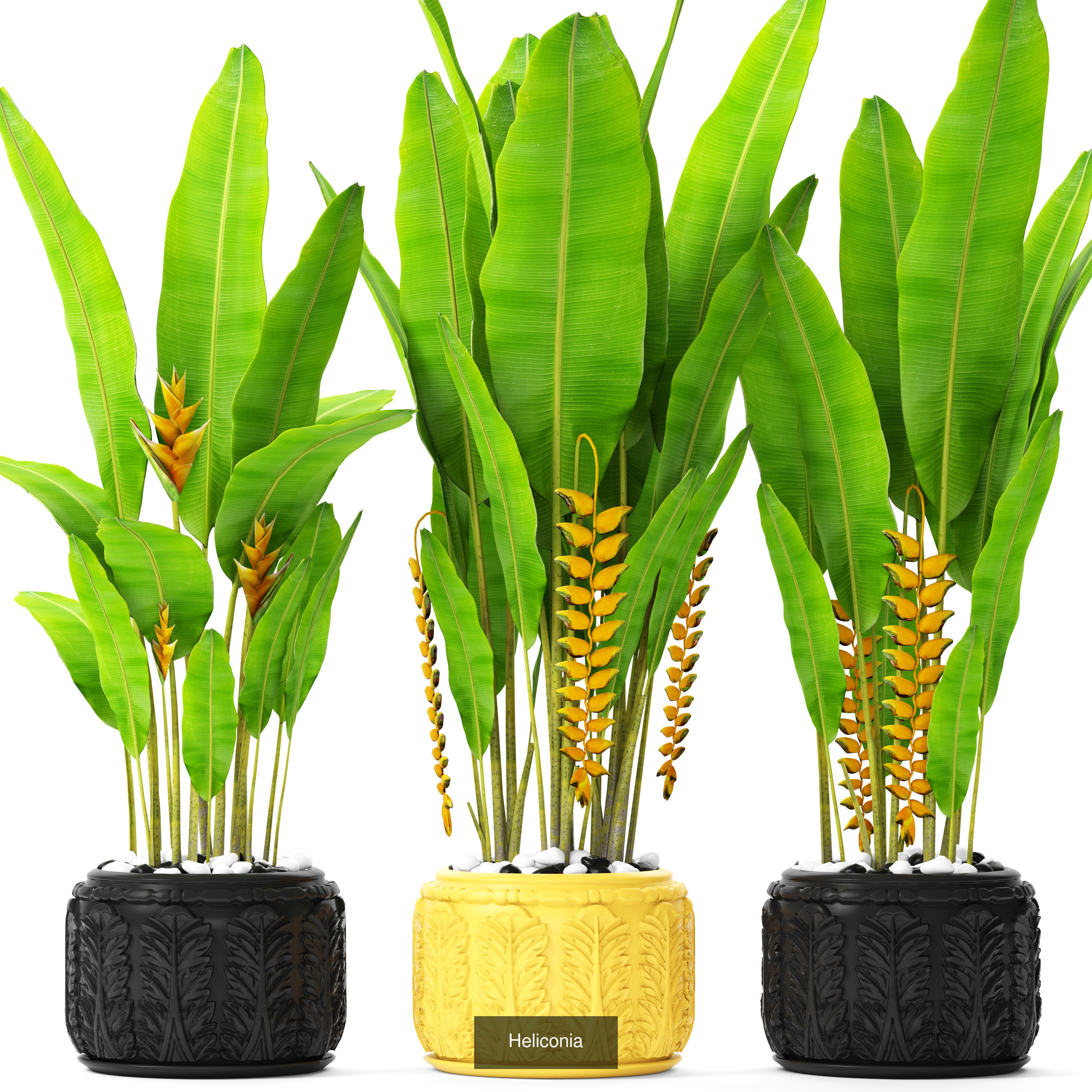 Collection of plants in pots for street and interior decor _14