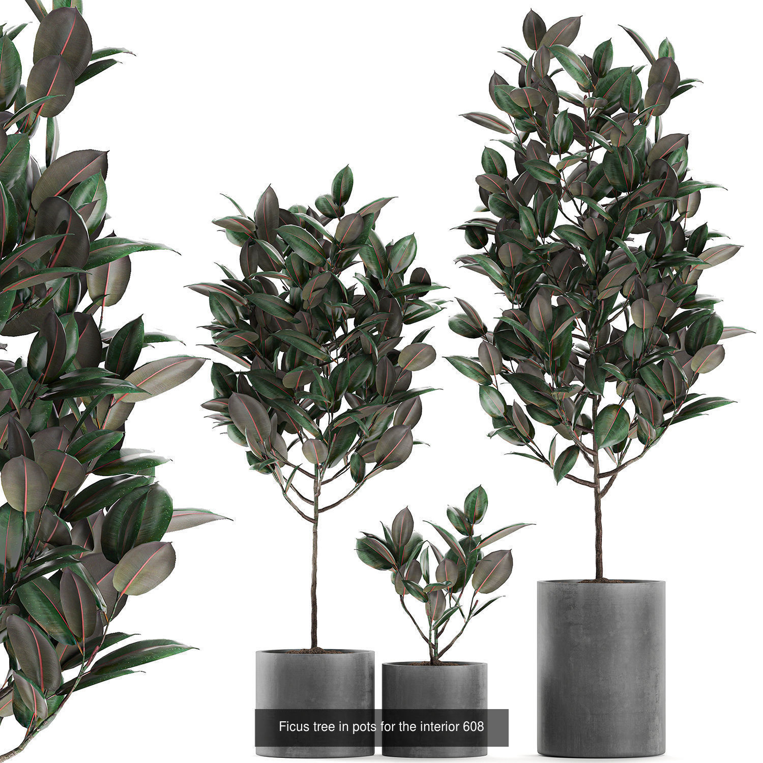 Collection of plants in pots for street and interior decor _44