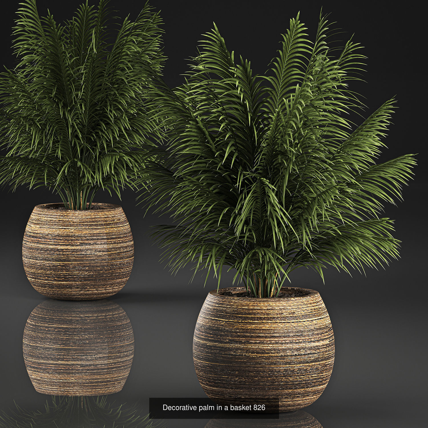 Collection of plants in pots for street and interior decor _69