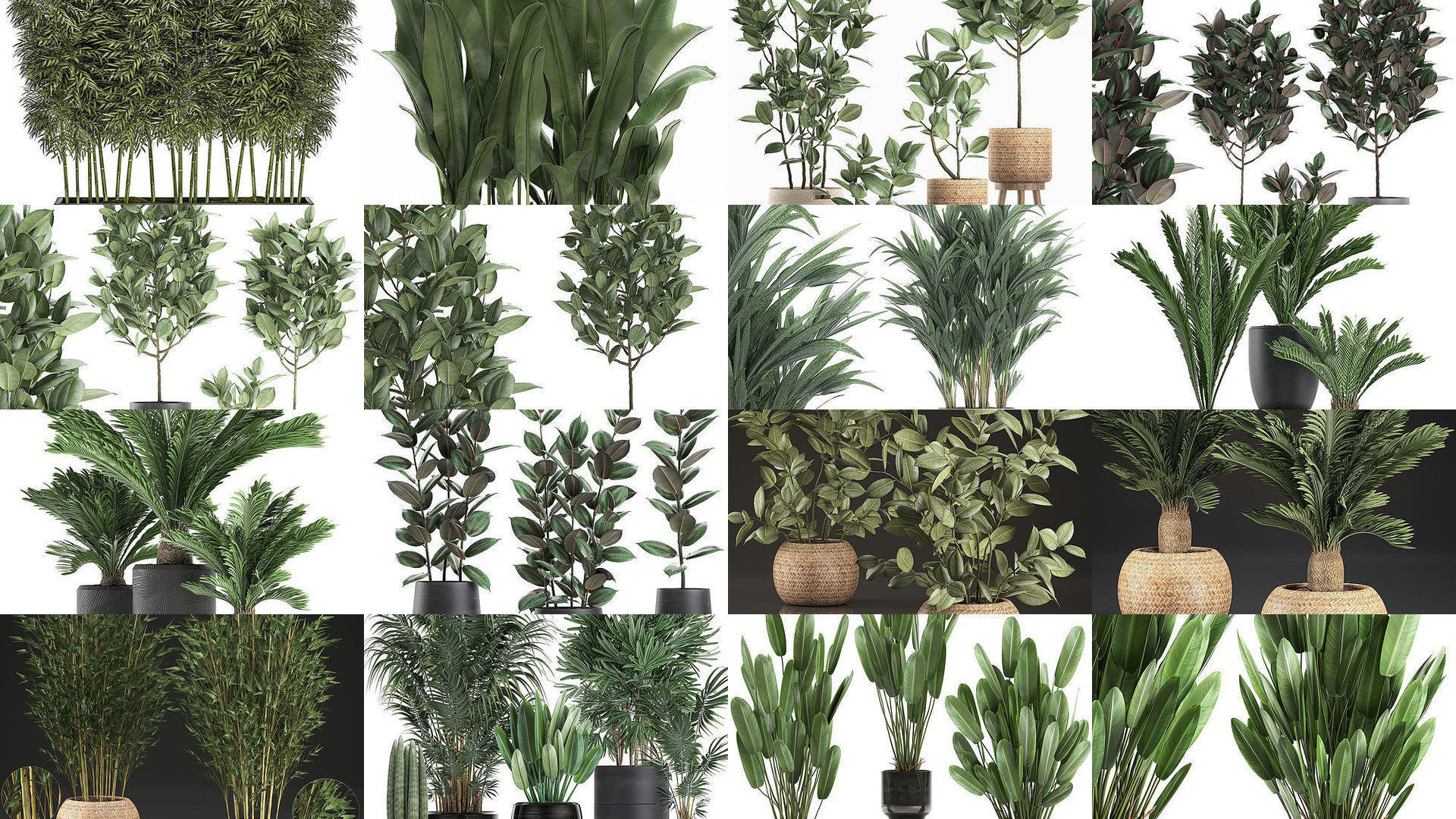 Collection of plants in pots for street and interior decor _2