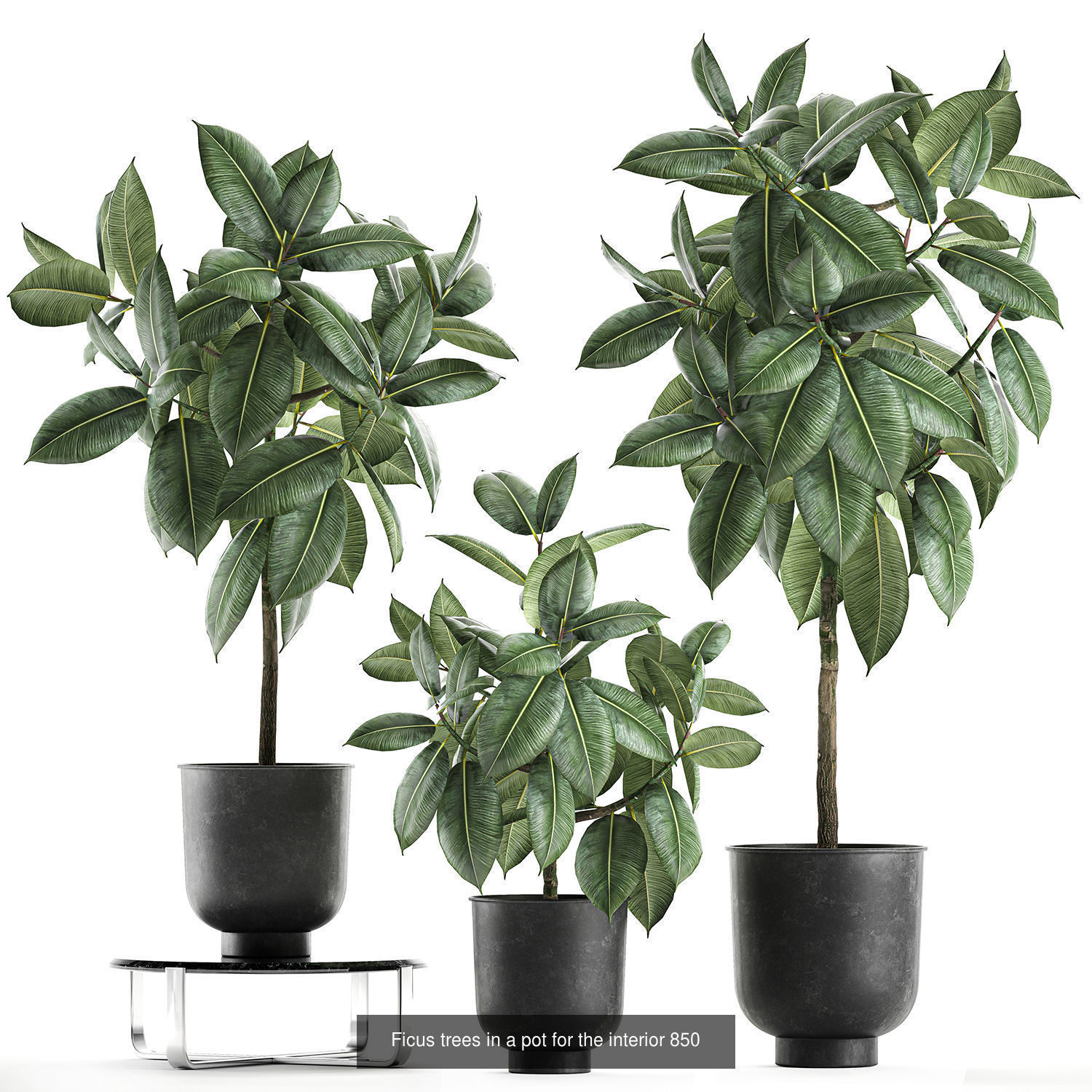 Collection of plants in pots for street and interior decor _71