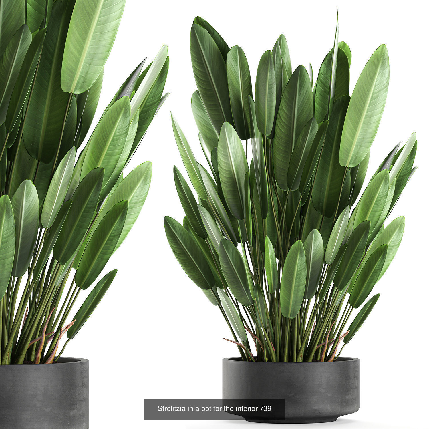 Collection of plants in pots for street and interior decor _56